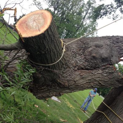Tree Removal